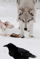 Wolf Stare 1