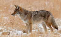 Coyote Mousing in Winter