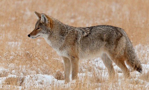 Coyote Mousing in Winter