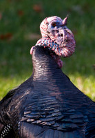 Turkey Fight