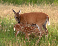 Nursing Fawn