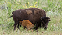 Bison Cow with Calf