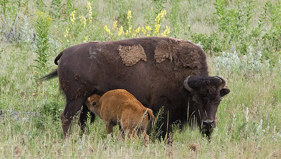 Bison Cow with Calf