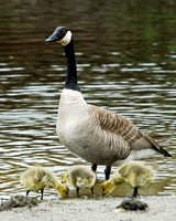Goslings