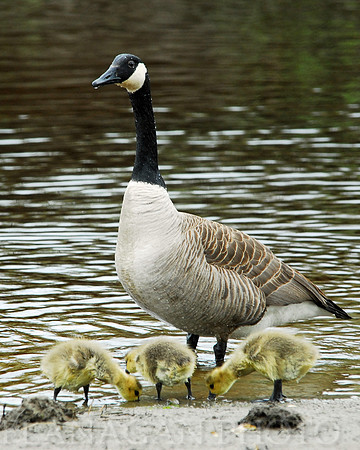 Goslings