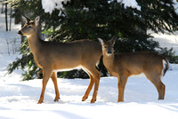 Whitetail Doe and Yearling in Winter
