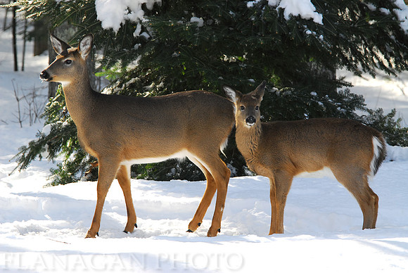 Whitetail Doe and Yearling in Winter