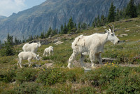 Summer Goat with Kids