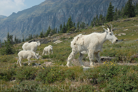 Summer Goat with Kids
