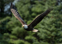 Wildlife