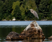 Wildlife