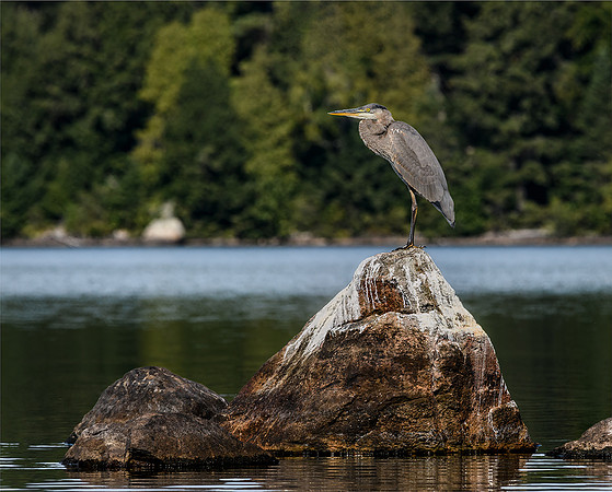 Great Blue Heron