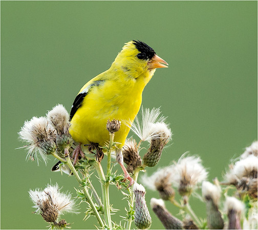Gold Finch on thistle