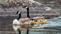 Wildlife