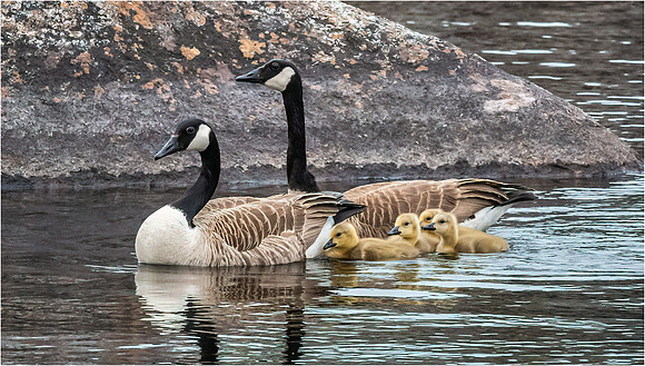 Canada Goose Family