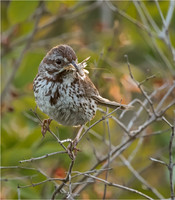 Wildlife