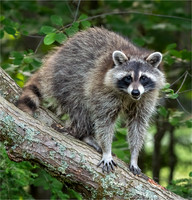 Wildlife