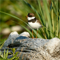 Wildlife