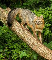Adult Grey Fox