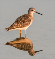 Wildlife