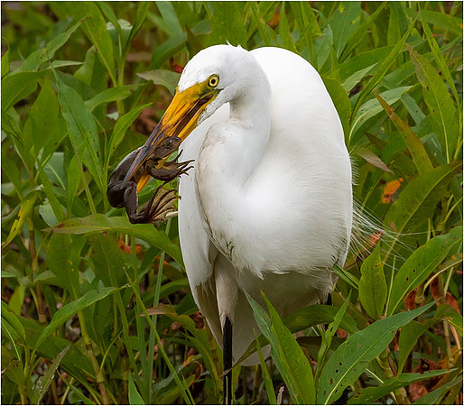 Great Egret