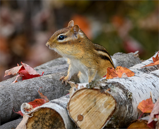 Chipmunk