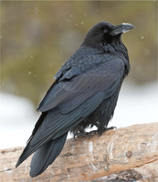 Wildlife
