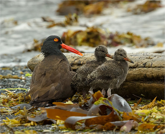Black Oystercatcher with chicks