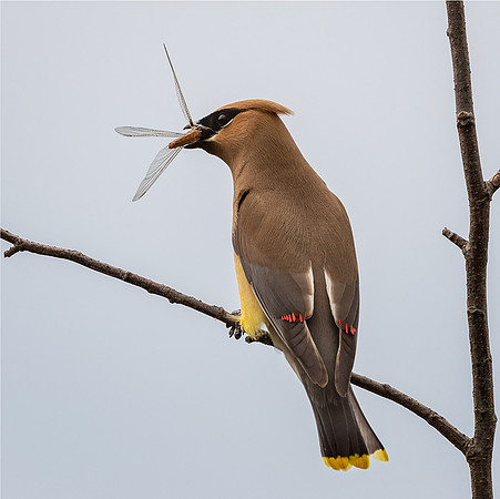 Cedar Waxwing