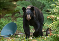 Wildlife