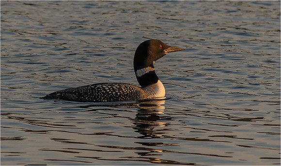 Common Loon at sunset