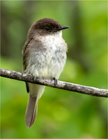 Wildlife