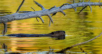 Beaver in Autumn