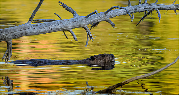 Beaver in Autumn