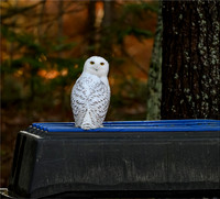 Wildlife