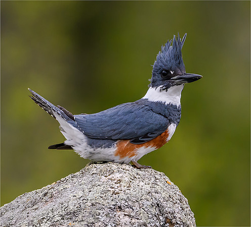 Belted Kingfisher
