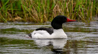 Wildlife