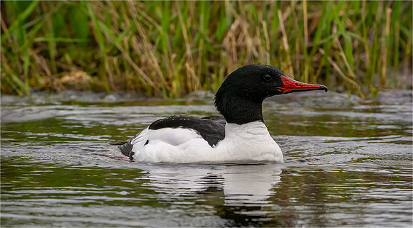Common Merganser