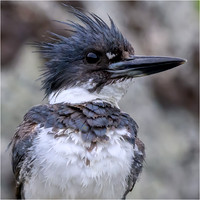 Belted Kingfisher