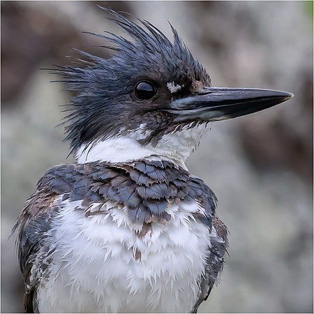 Belted Kingfisher