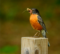 American Robin
