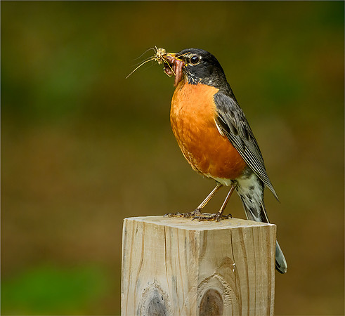 American Robin