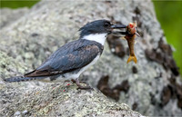 Belted Kingfisher