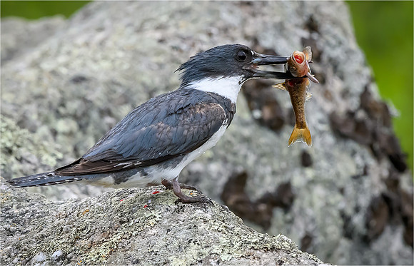Belted Kingfisher
