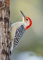 Wildlife