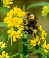 Wildlife
