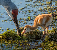 Wildlife