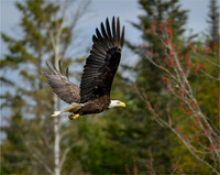 Wildlife