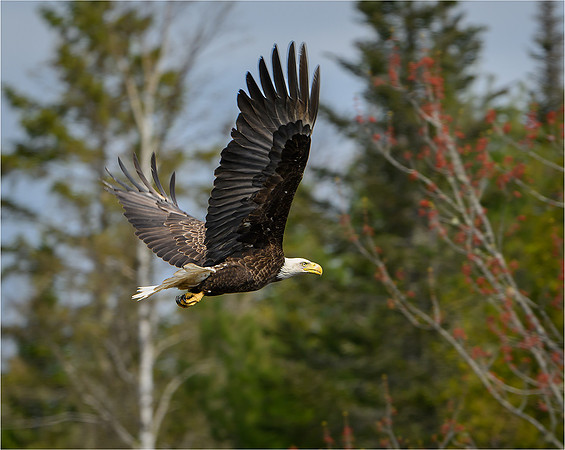 Bald Eagle