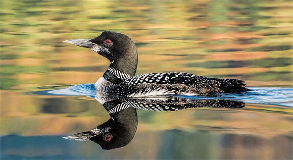 Common Loon